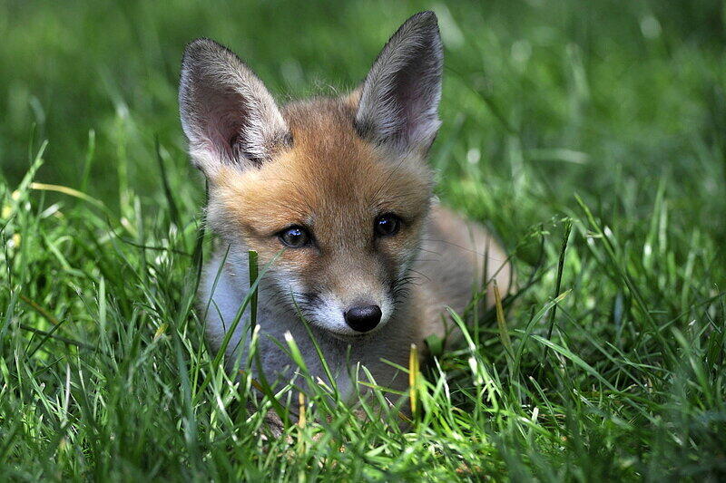 Der suße Fuchs-Welpe Pixi wächst mit Hunden auf.