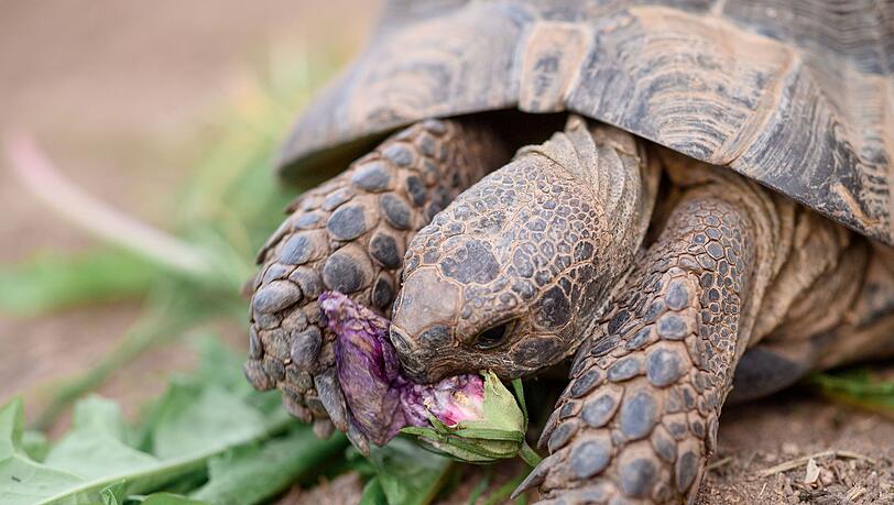 Maurische Landschildkröten können bis zu 100 Jahre alt werden. (Symbolbild)