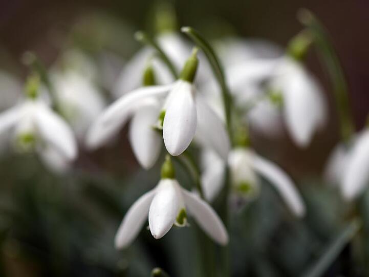 Schneeglöckchen blühen in einem Garten. Foto: Federico Gambarini/dpa/Archivbild