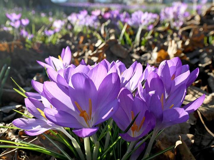 Blühende Krokusse stehen bei Temperaturen um die zehn Grad im Berggarten in Hannover.