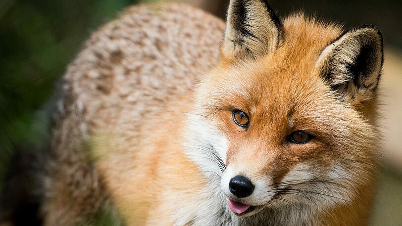 Veganes Glockenspiel in Limburg: Hier stiehlt der Fuchs vorerst keine Gans mehr...