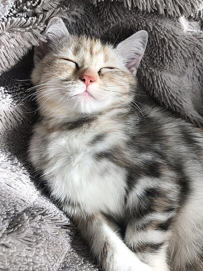 Kira