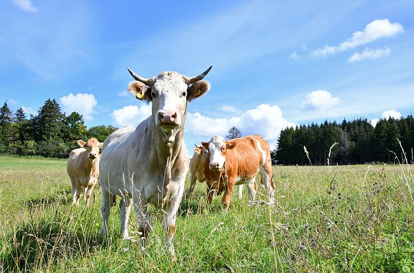 Beim Kauf sollte man auf Bio-Siegel achten, die eine artgerechte Haltung von K&uuml;hen auf Wiesen, ohne Antibiotika, Kunstd&uuml;nger und Pestiziden versichern. Mit der Entscheidung f&uuml;r Bio-Milch unterst&uuml;tzt man so nicht nur die eigene Gesundheit, sondern schont damit auch die Umwelt und ihre Ressourcen. Doch welche wichtigen N&auml;hrstoffe liefert Milch f&uuml;r den menschlichen K&ouml;rper?