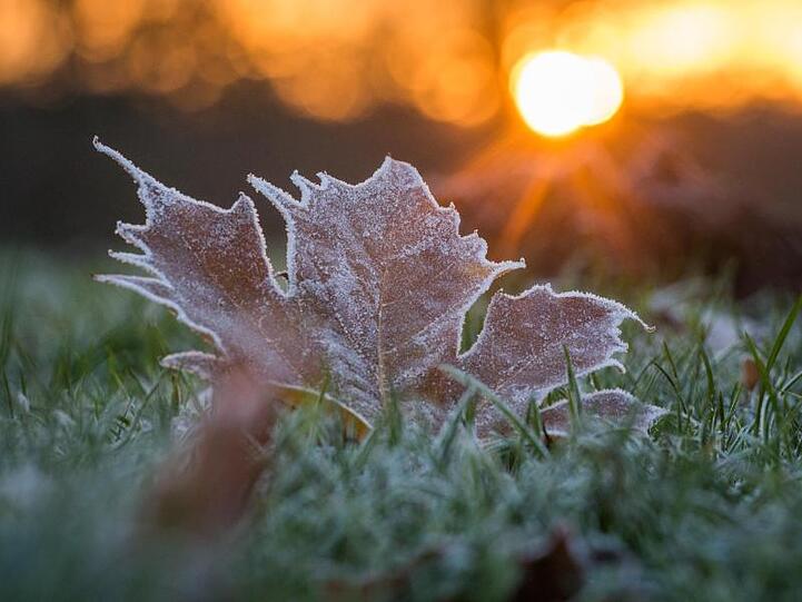 Reif bedeckt während des Sonnenaufgangs ein Blatt auf einer Wiese. Foto: Candy Welz/zb/dpa/Archivbild