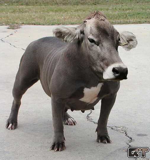 Die absolut verrückten Tierbilder von QuebecTango - Hier: eine Staffordshire Bullkuh - Mehr Bilder: www.q-target.co.uk