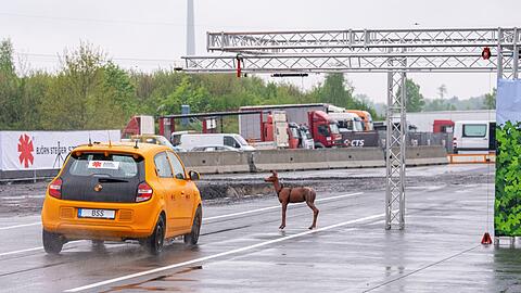 Pl&ouml;tzlich taucht das Reh vor einem Auto auf. Es kommt bei diesem Crashtest mit Tempo 80 zum Zusammensto&szlig; und der Fahrer weicht nach links aus.
