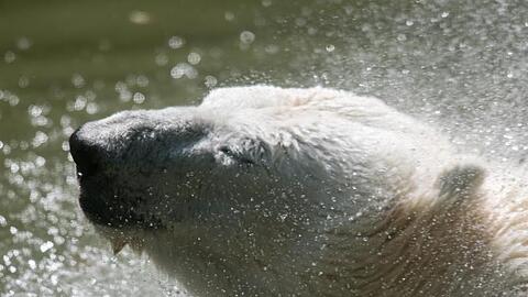 Ein Eisbär schüttelt sich, nach einem Bad im Wassergraben seines Geheges. Foto: Peter Kneffel/Archiv