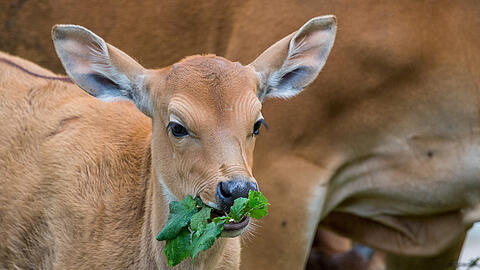 Süß: Banteng-Baby Ochiba (6 Wochen) ist das Nesthäckchen im Banteng-Kindergarten.