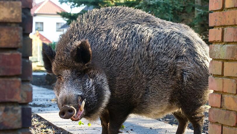 Die Zahl der Wildschweine in Bayern steigt. Die Tiere abzuschießen, halten Tierschützer jedoch für die falsche Strategie. Die Zahl der Wildschweine in Bayern steigt. Die Tiere abzuschießen, halten Tierschützer jedoch für die falsche Strategie.