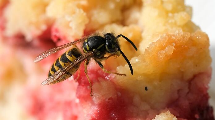 Bald dürfte es wieder mehr von ihnen geben: Wespen und andere Insekten gefällt der trockene Sommer.