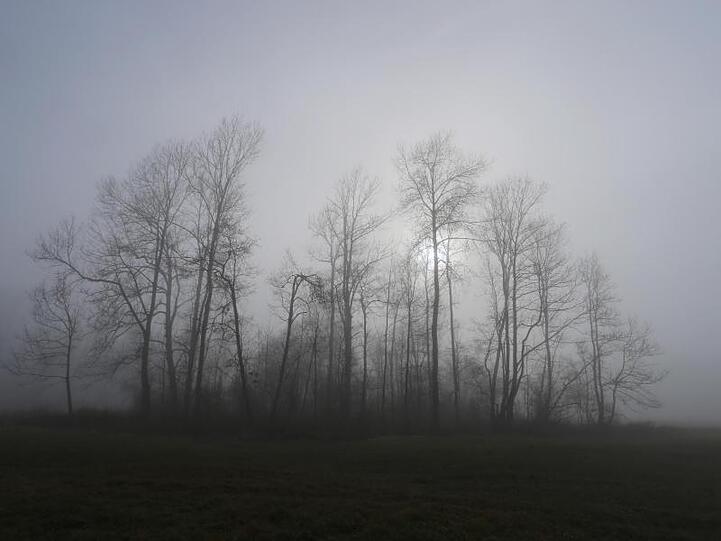 Im dichten Nebel steht eine Baumgruppe im Schwanseepark in der Nähe von Schloss Hohenschwangau bei Füssen. Es wird feucht und kalt in weiten Teilen Deutschlands.