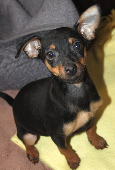Pinscher "Robin" ist der älteste des Trios. Er kann Mitte Februar vermittelt werden.