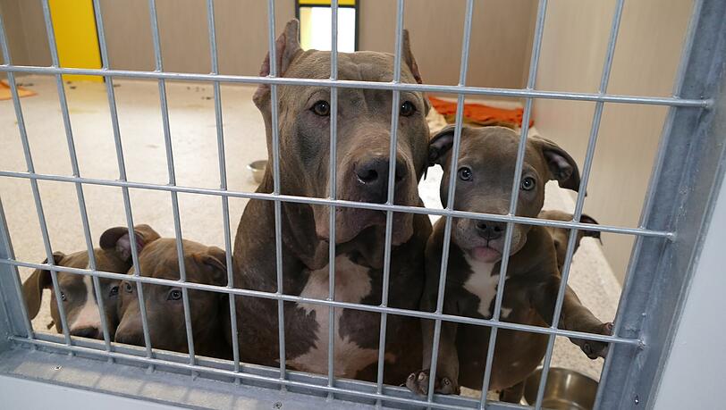 Die Hunde nach dem Auffinden im Tierheim.