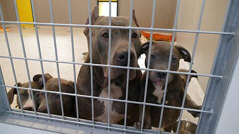 Die Hunde nach dem Auffinden im Tierheim.