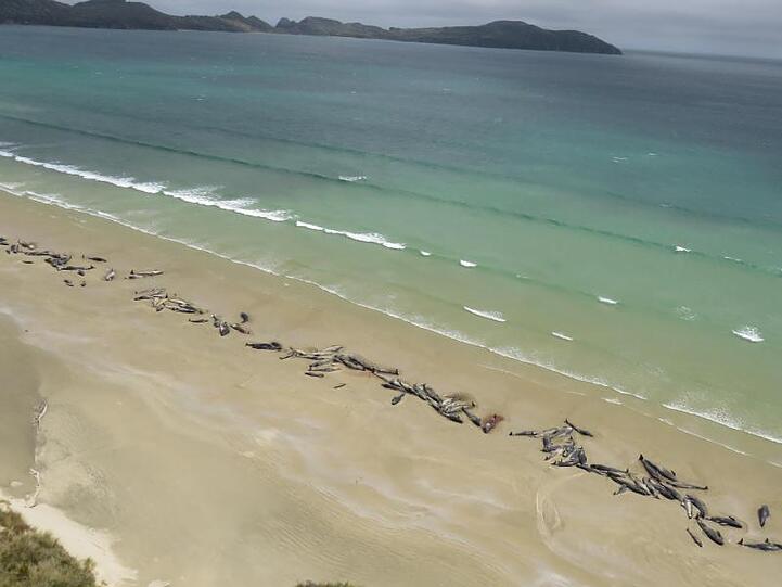 Bis zu 145 Grindwale sind am Wochenende auf der neuseeländischen Insel Stewart Island gestrandet und dabei ums Leben gekommen.