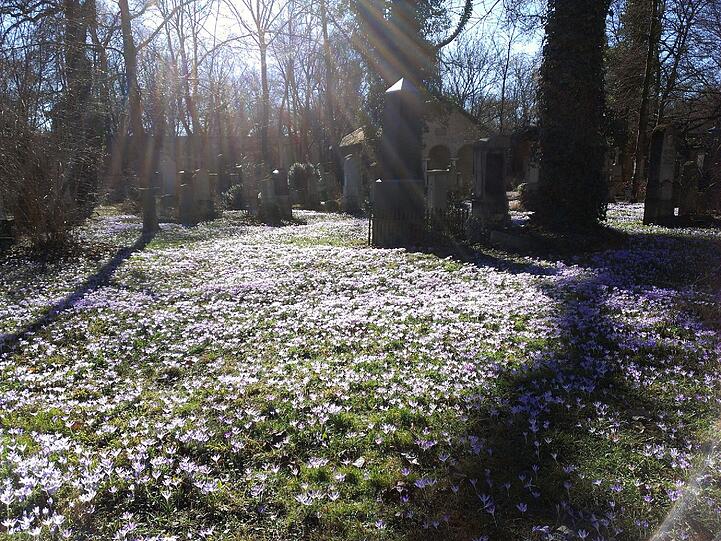 Auf dem Alten Südlichen Friedhof ist der Frühling schon da - die Krokusse blühen in voller Pracht.