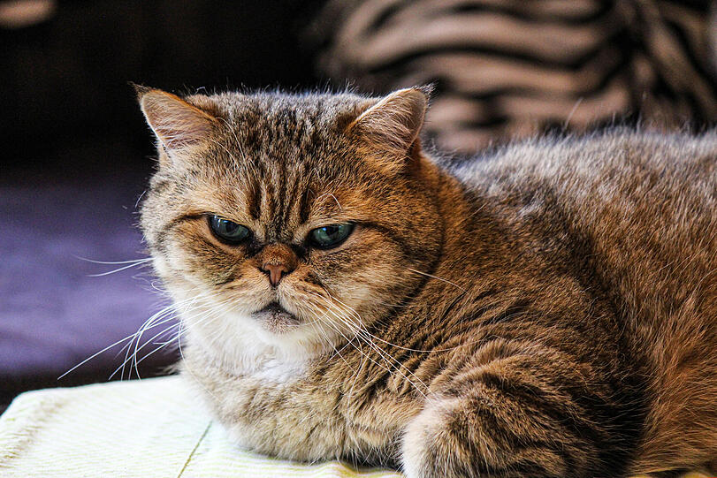 Bubi