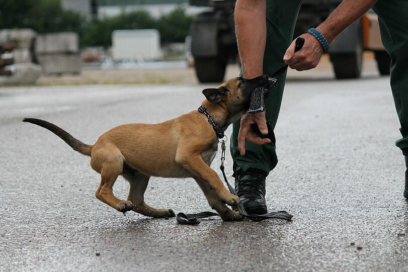 Polizei-Azubi: Der zwölf Wochen alte belgische Schäferhund "Hombre".