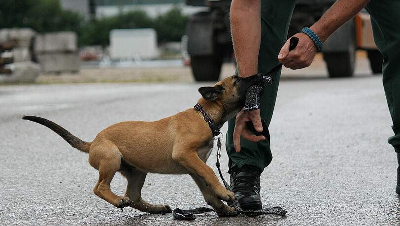 Polizei-Azubi: Der zwölf Wochen alte belgische Schäferhund "Hombre". Polizei-Azubi: Der zwölf Wochen alte belgische Schäferhund "Hombre".