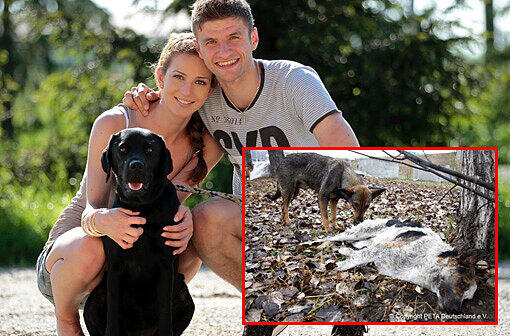 Bayern-Profi Thomas Müller und seine Frau Lisa sind geschockt von den Massentötungen an Hunden in der Ukraine...