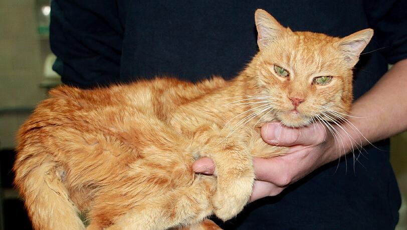 Kater Poldi hat sich ganze 16 Jahre Zeit gelassen, um schließlich 2012 nach Hause zurückzukehren.