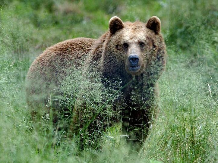 Sieht kuschelig aus, ist aber verdammt gefährlich - der Bär