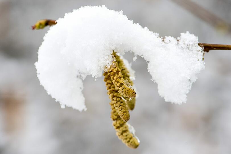 Schnee im Frühling: In Bayern ist der Winter wieder da. Die Bilder...