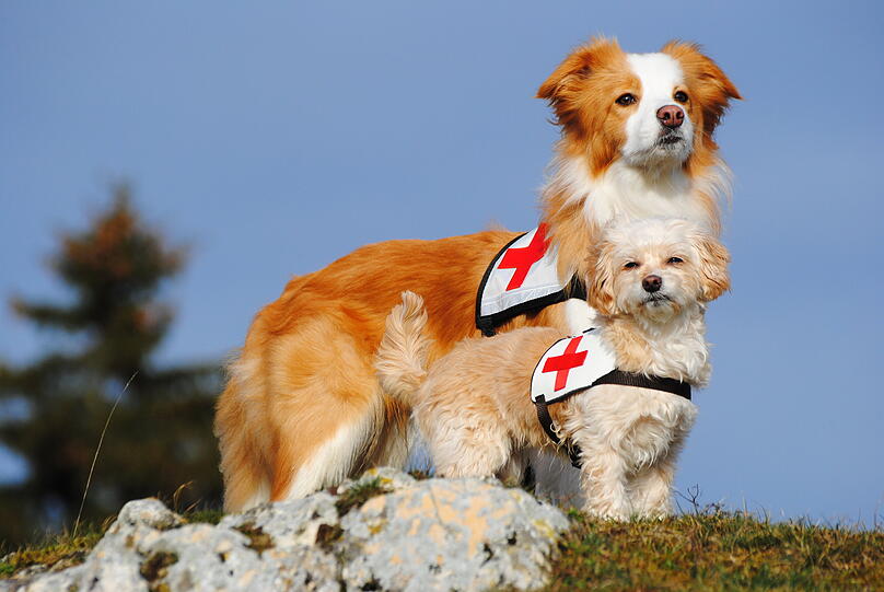 Aila: Als geprüfter Rettungshund und Therapiehund bringt er die Menschen zum lächeln und rettet Menschleben. Tricks zählen außerdem zu unserer Leidenschaft genauso wie der Hundesport.