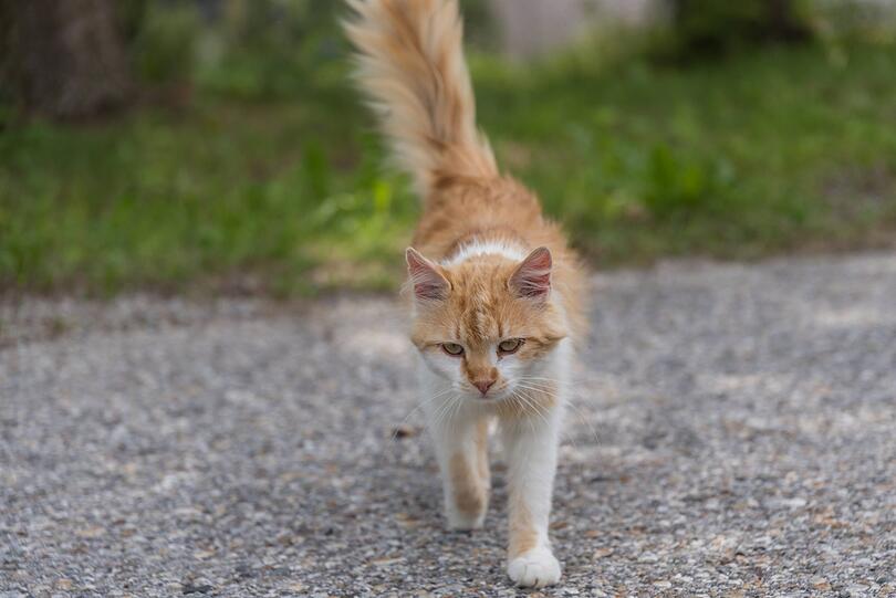 Eine Katze auf der Straße soll der Auslöser für den heftigen Unfall in Illertissen gewesen sein (Symbolbild).