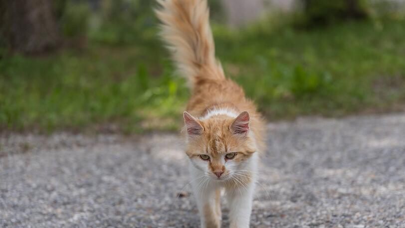 Eine Katze auf der Straße soll der Auslöser für den heftigen Unfall in Illertissen gewesen sein (Symbolbild). Eine Katze auf der Straße soll der Auslöser für den heftigen Unfall in Illertissen gewesen sein (Symbolbild).