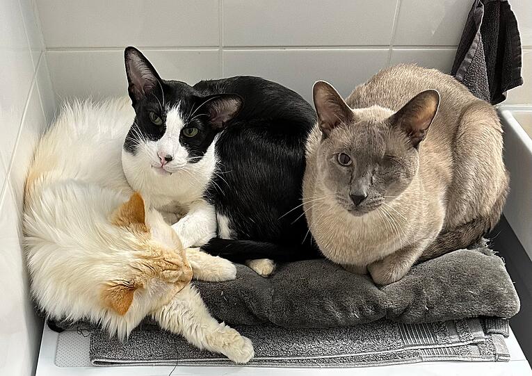 Kater Pauli,  Ludwig und Lumpi