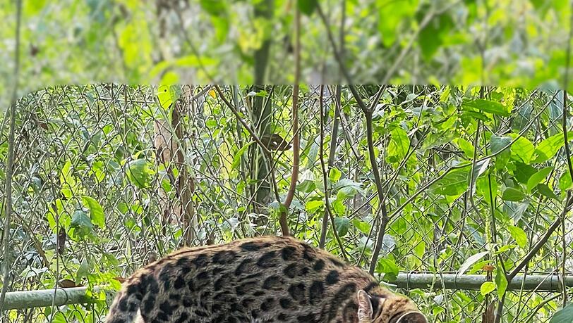 Ein Leopardus tilcayo lebt im Tierheim "La Senda Verde". Ein Leopardus tilcayo lebt im Tierheim "La Senda Verde".