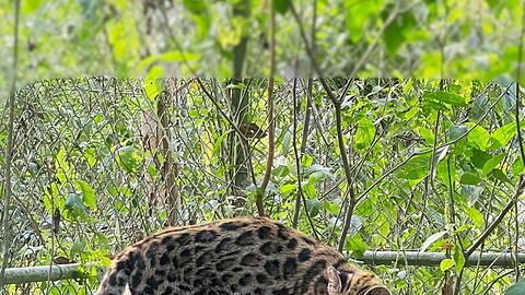 Ein Leopardus tilcayo lebt im Tierheim "La Senda Verde".