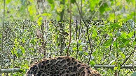 Ein Leopardus tilcayo lebt im Tierheim "La Senda Verde".