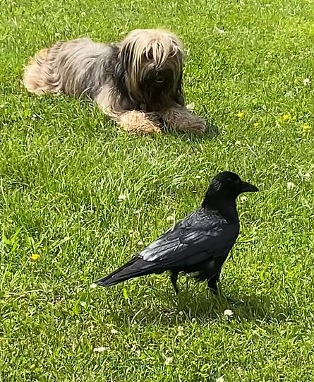 Hütehund Garuda (Tibet Apso) und Krähe Burschi