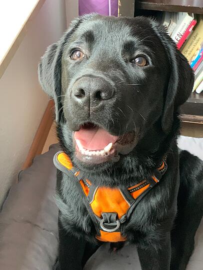 Balou
