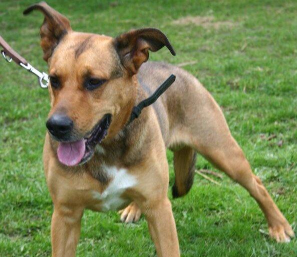 Sportlich, lustig, lieb: Scooby ist ein echter Traumtyp.