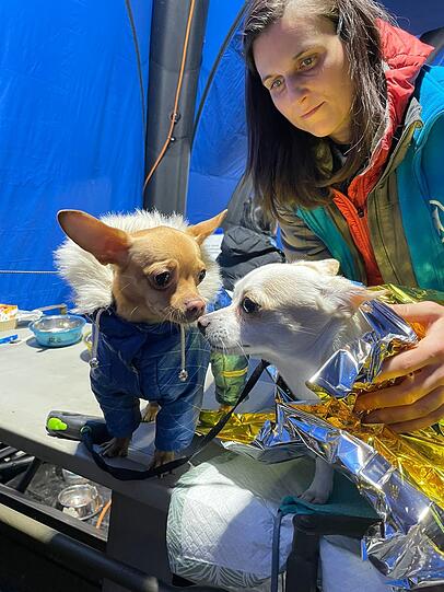 Zwei unterkühlte Hunde werden im Tierhilfe-Camp in Polen gewärmt.