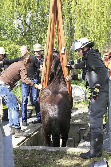 Die Shetland-Stute "Hastika" konnte von den Feuerwehrleuten gerettet werden.