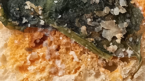 Ungewollte Beilage: Schimmel im Starbucks-Sandwich
