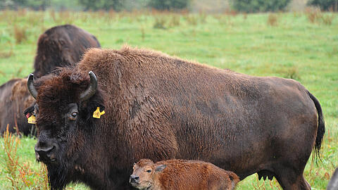 Im ganzen Stück: ein Bison mit Nachwuchs.