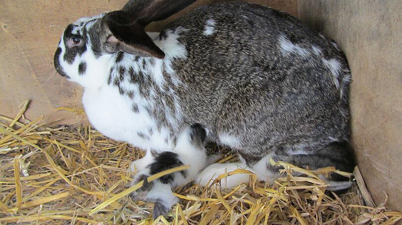 Flauschige Patchwork-Familie: Katzenbaby Mia, ihre Kaninchen-Geschwister und Riesenschecke Sarah.