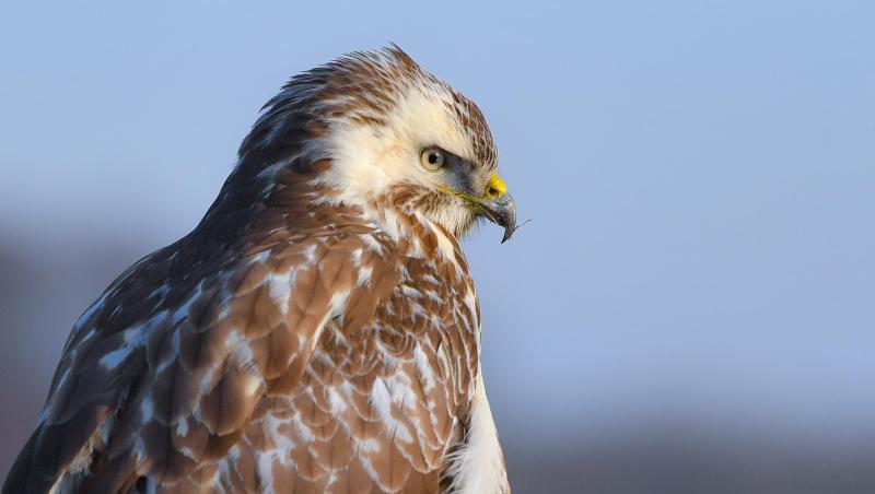 Ein Mäusebussard (Buteo buteo) hält Ausschau nach Beute. Foto: Patrick Pleul/zb/dpa/Archivbild Ein Mäusebussard (Buteo buteo) hält Ausschau nach Beute. Foto: Patrick Pleul/zb/dpa/Archivbild