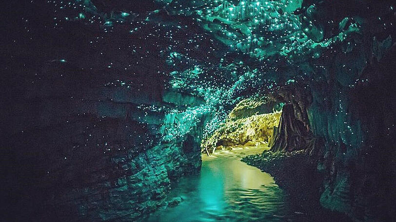 Waitomo Glühwürmchen-Höhle, Neuseeland: Sternenhimmel in einer Höhle? Ganz genau! Besucher, die entlang des Untergrundflusses Waitomo schippern, erleben eine funkelnde, 30 Millionen Jahre alte Höhlendecke. Das Schauspiel entsteht, weil wurmförmige Pilzmücken-larven lange, klebrige Fäden herunterhängen lassen, die von sich aus türkisfarben leuchten, um Insekten anzulocken. Mit Glühwürmchen hat die Höhle also nichts zu tun.