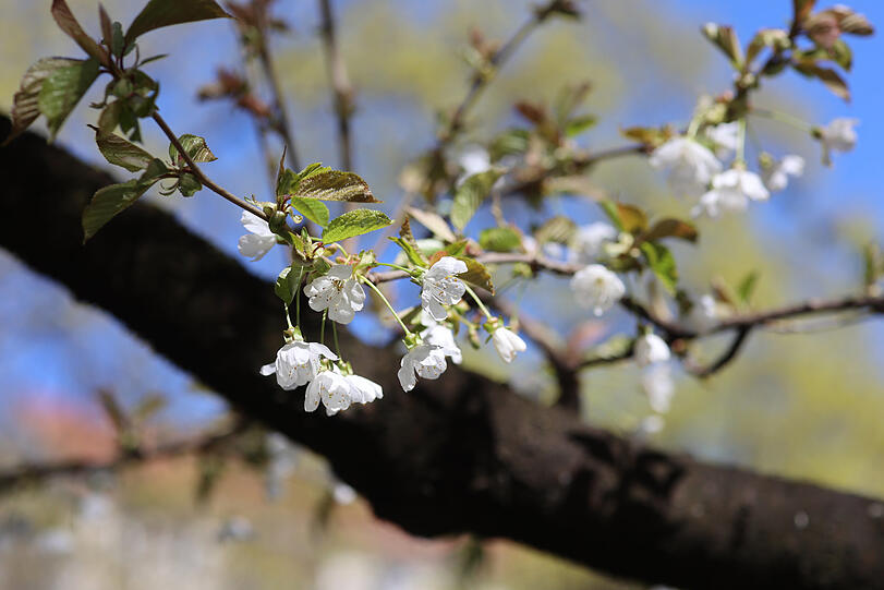 München blüht gerade richtig auf! Hier sind die zauberhaften Blüten einer Wildkirsche zu sehen.