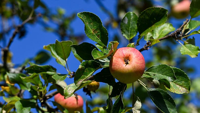 Äpfel sind das mit Abstand am meisten geerntete Baumobst in Deutschland. (Archivbild) Äpfel sind das mit Abstand am meisten geerntete Baumobst in Deutschland. (Archivbild)