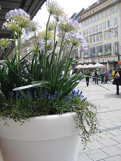 Der Frühling in seiner ganzen Pracht  . . .