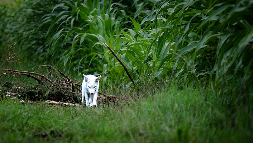 Weißes Fell und blaue Augen – dieser Fuchs ist eine Seltenheit.