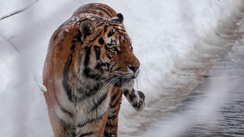 Schnee und Eis? Kein Problem für den sibirischen Tiger.