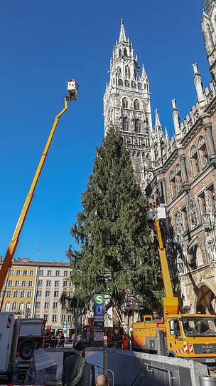 Bilder vom Christbaum-Aufbau am Marienplatz: Seit Montagmorgen steht die 30-Meter-Fichte im Herzen der Stadt.